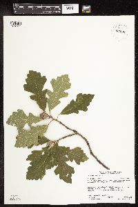 Quercus macrocarpa image