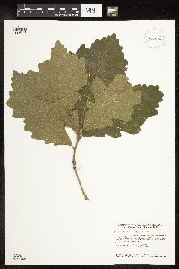 Quercus macrocarpa image