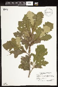 Quercus macrocarpa image
