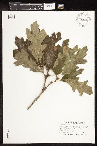 Quercus macrocarpa image