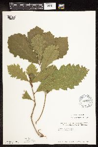 Quercus macrocarpa image