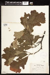 Quercus macrocarpa image