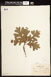 Quercus macrocarpa image