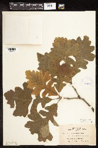 Quercus macrocarpa image