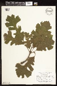 Quercus macrocarpa image