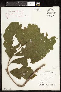 Quercus macrocarpa image