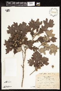 Quercus macrocarpa image