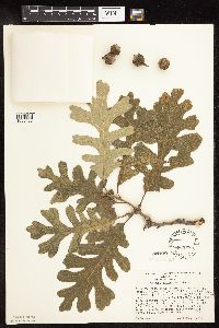 Quercus macrocarpa image