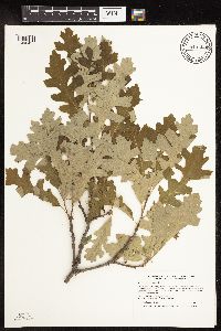 Quercus macrocarpa image