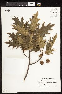 Quercus rubra image