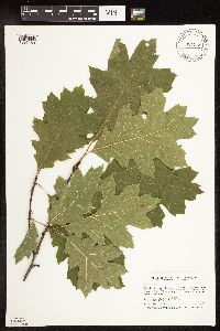 Quercus rubra image