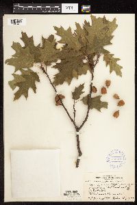 Quercus rubra image