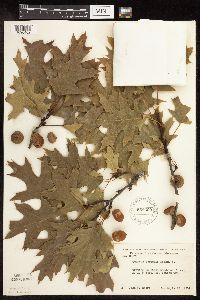 Quercus rubra image
