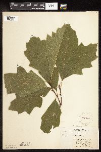 Quercus rubra image