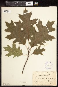 Quercus rubra image