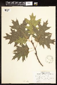 Quercus rubra image