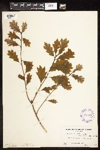 Quercus rubra image