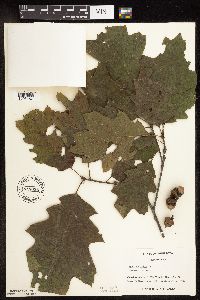 Quercus rubra image