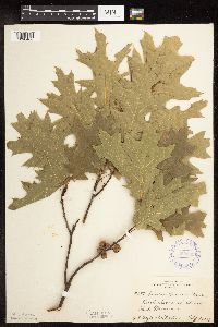 Quercus rubra image