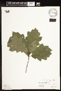 Quercus rubra image