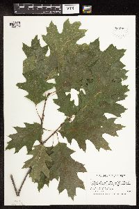 Quercus rubra image