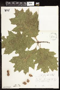 Quercus rubra image