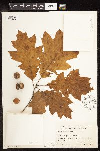 Quercus rubra image