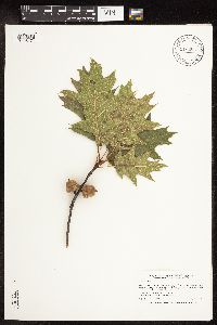 Quercus rubra image