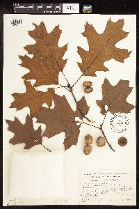Quercus rubra image