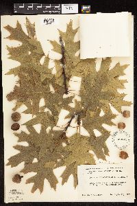 Quercus rubra image