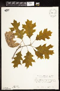 Quercus rubra image