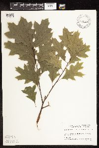 Quercus rubra image