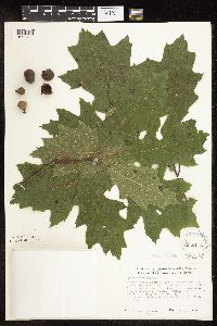 Quercus rubra image