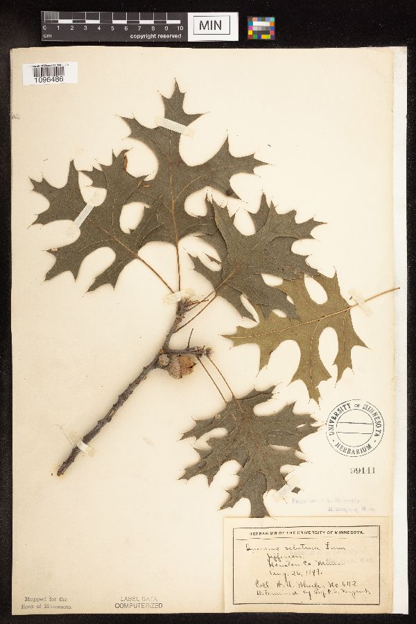 Quercus velutina image