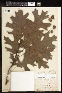 Quercus velutina image