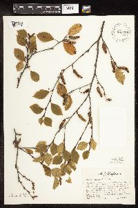 Betula x sandbergii image