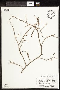 Carpinus caroliniana subsp. virginiana image