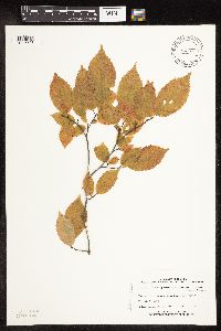 Carpinus caroliniana image