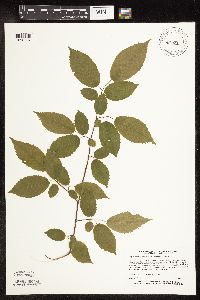 Carpinus caroliniana image