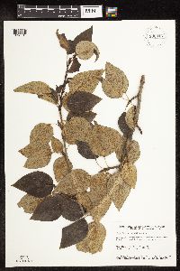 Populus balsamifera image