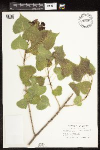Populus deltoides image