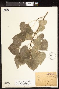 Populus deltoides image