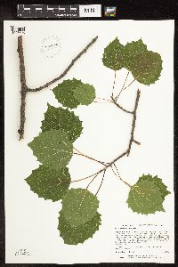 Populus grandidentata image