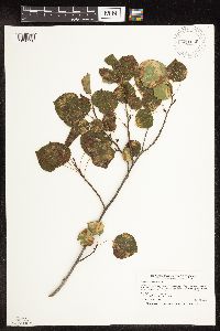 Populus tremuloides image
