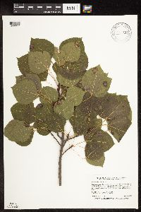 Populus tremuloides image