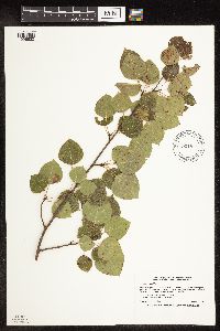 Populus tremuloides image