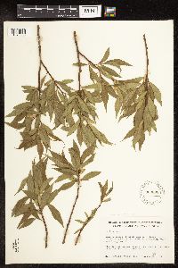 Salix alba image