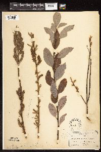 Salix discolor image