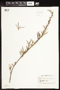Salix exigua image