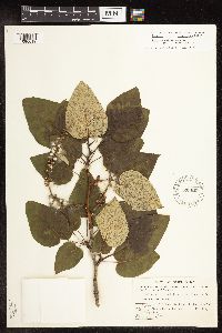 Populus balsamifera image